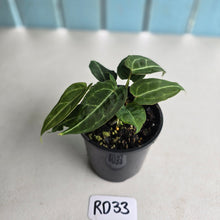 Load image into Gallery viewer, #RD33 Clumping Anthurium NOID