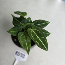 Load image into Gallery viewer, #RD33 Clumping Anthurium NOID