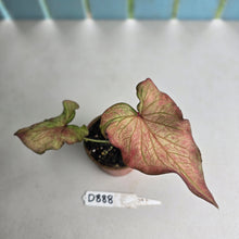 Load image into Gallery viewer, #D888 Caladium Seedling