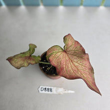 Load image into Gallery viewer, #D888 Caladium Seedling