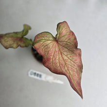 Load image into Gallery viewer, #D888 Caladium Seedling