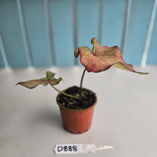 Load image into Gallery viewer, #D888 Caladium Seedling