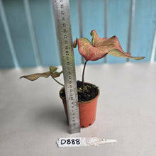 Load image into Gallery viewer, #D888 Caladium Seedling