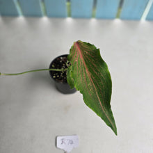 Load image into Gallery viewer, #R74 Caladium Seedling