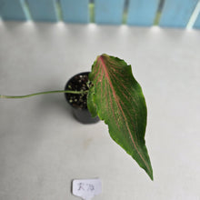 Load image into Gallery viewer, #R74 Caladium Seedling