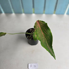 Load image into Gallery viewer, #R74 Caladium Seedling