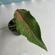 Load image into Gallery viewer, #R74 Caladium Seedling