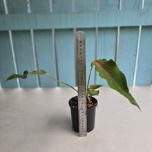 Load image into Gallery viewer, #R74 Caladium Seedling