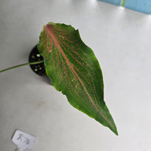 Load image into Gallery viewer, #R74 Caladium Seedling