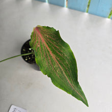 Load image into Gallery viewer, #R74 Caladium Seedling