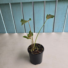 Load image into Gallery viewer, #R74 Caladium Seedling