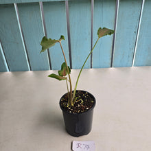 Load image into Gallery viewer, #R74 Caladium Seedling