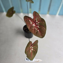 Load image into Gallery viewer, #RD36 Caladium Seedling