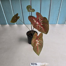 Load image into Gallery viewer, #RD36 Caladium Seedling