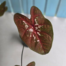 Load image into Gallery viewer, #RD36 Caladium Seedling