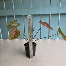 Load image into Gallery viewer, #RD36 Caladium Seedling