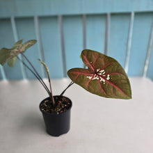 Load image into Gallery viewer, #RD36 Caladium Seedling