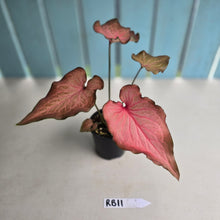 Load image into Gallery viewer, #RB11 Caladium Seedling