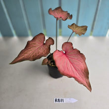 Load image into Gallery viewer, #RB11 Caladium Seedling