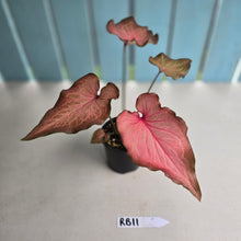Load image into Gallery viewer, #RB11 Caladium Seedling