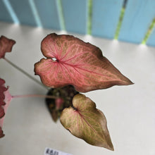 Load image into Gallery viewer, #RB11 Caladium Seedling