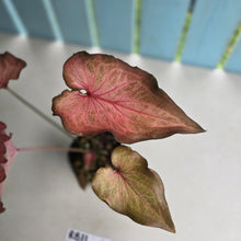 Load image into Gallery viewer, #RB11 Caladium Seedling