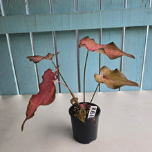 Load image into Gallery viewer, #RB11 Caladium Seedling