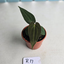 Load image into Gallery viewer, #R17 Anthurium (Papillilaminum x Black Sensation) x