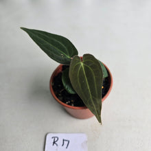 Load image into Gallery viewer, #R17 Anthurium (Papillilaminum x Black Sensation) x