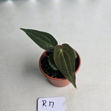 Load image into Gallery viewer, #R17 Anthurium (Papillilaminum x Black Sensation) x