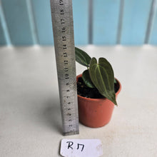 Load image into Gallery viewer, #R17 Anthurium (Papillilaminum x Black Sensation) x