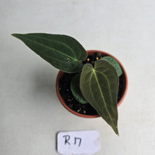 Load image into Gallery viewer, #R17 Anthurium (Papillilaminum x Black Sensation) x