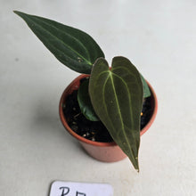 Load image into Gallery viewer, #R17 Anthurium (Papillilaminum x Black Sensation) x