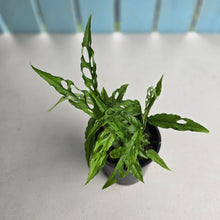 Load image into Gallery viewer, #D729 Multiple Monstera Obliqua