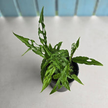 Load image into Gallery viewer, #D729 Multiple Monstera Obliqua