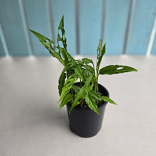 Load image into Gallery viewer, #D729 Multiple Monstera Obliqua