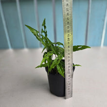 Load image into Gallery viewer, #D729 Multiple Monstera Obliqua