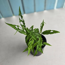 Load image into Gallery viewer, #D729 Multiple Monstera Obliqua