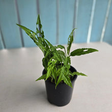 Load image into Gallery viewer, #D729 Multiple Monstera Obliqua