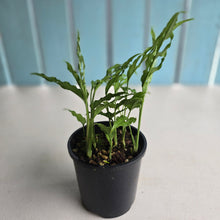 Load image into Gallery viewer, #D729 Multiple Monstera Obliqua