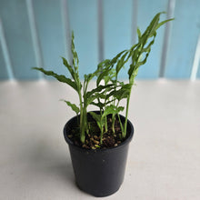 Load image into Gallery viewer, #D729 Multiple Monstera Obliqua