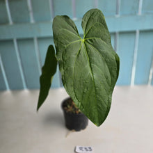 Load image into Gallery viewer, #R33 Anthurium Guatemalan x