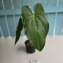 Load image into Gallery viewer, #R33 Anthurium Guatemalan x