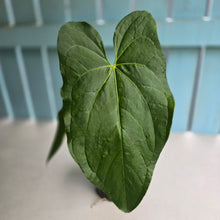 Load image into Gallery viewer, #R33 Anthurium Guatemalan x