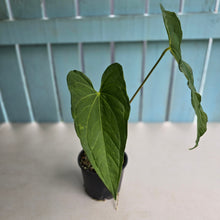 Load image into Gallery viewer, #R33 Anthurium Guatemalan x