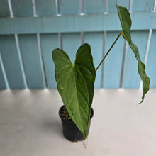 Load image into Gallery viewer, #R33 Anthurium Guatemalan x