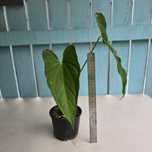 Load image into Gallery viewer, #R33 Anthurium Guatemalan x