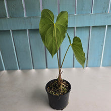 Load image into Gallery viewer, #R33 Anthurium Guatemalan x