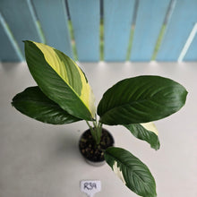 Load image into Gallery viewer, #R39 Spathiphyllum Picasso