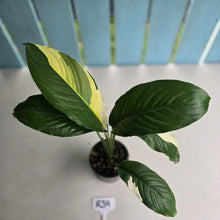Load image into Gallery viewer, #R39 Spathiphyllum Picasso